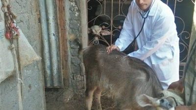جامعة الزقازيق توجه قافلة بيطرية لقرية كفر أبو جبل 