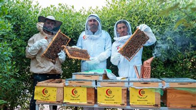 الخبير المجددي: النحل يستخدم خريطة ذهنية للعودة إلى الخلية