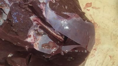 ضبط كميات من اللحوم غير صالحة للاستهلاك الآدمى خلال حملة بقريتي العزايزة والمشايعة بمركز الغنايم بأسيوط 