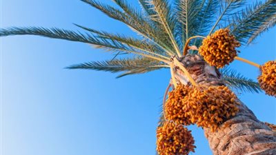 «أثناء حصده ثمار البلح».. مصرع طفل إثر سقوطه من أعلى نخلة بشبين القناطر 