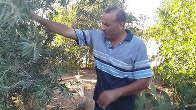 متابعة الأنشطة الزراعية بوادي تال بجنوب سيناء 