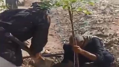 استمرار أعمال زراعة أشجار بمركز أسيوط 