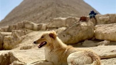 كلب بلدي  يعتلي قمة الهرم الأكبر ويذهل العالم