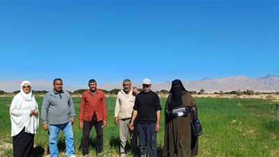 زراعه جنوب سيناء  تواصل  تدقيق المساحات المنزرعة بالقمح