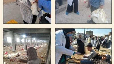 تحصين (٦٨ ألف و٤٤٥ ) طائر ضد مرض أنفلونزا الطيور والأمراض الوبائية ويتابع الوضع الصحي لمزارع الأسماك بالمحافظة خلال شهر يناير الماضي