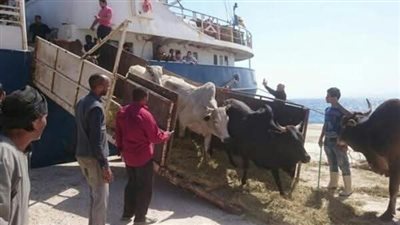 وصول1057 رأس عجول حية لميناء سفاجا قادمة من جيبوتي