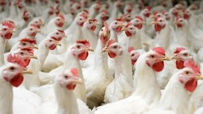 بوابة المواطن الإخبارية ترصد لكم أسعار الفراخ اليوم بجميع أنواعها 