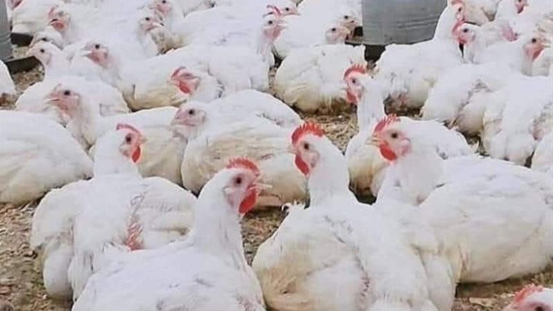أسعار الفراخ 