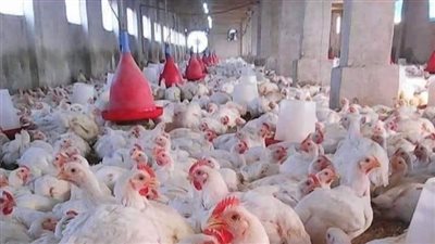 بوابة المواطن الإخبارية ترصد لكم أسعار الفراخ اليوم وأخر التطورات في الأسواق 