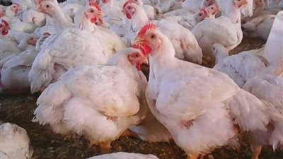 بوابة المواطن الإخبارية ترصد لكم اسعار الفراخ اليوم بجميع أنواعها 