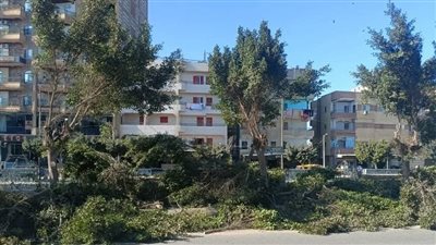 رئيس مركز كفر صقر يتابع أعمال تقليم الأشجار ورفع مخلفاتها بشوارع المدينة