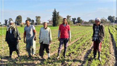 مديرية الزراعه بالإسماعيليه تنظم ندوه إرشاديه لرفع كفاءة وإنتاجية محصول القمح