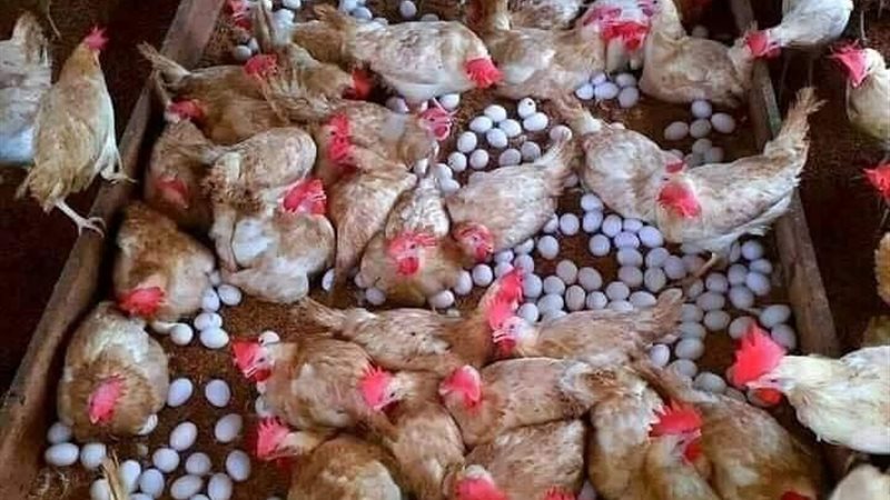 الفراخ 