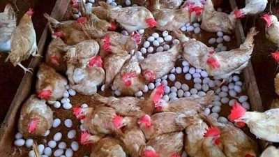 أسعار الفراخ اليوم بجميع أنواعها وأخر المستجدات في السوق المصري 