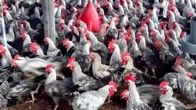 أسعار الفراخ اليوم بجميع أنواعها وأخر المستجدات في السوق المصري 
