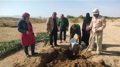 جولة ميدانية لمتابعة مكافحة سوسة النخيل الحمراء بوادي الطور