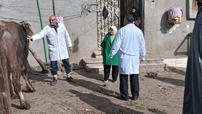 تحصين 68 ألف رأس ماشية ضد الحمى القلاعية والوادي المتصدع بالدقهلية