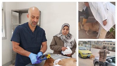 حملة مكثفة في البحيرة لتعقيم وتحصين الكلاب الضالة من السعار