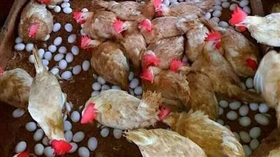 أسعار الفراخ اليوم بجميع أنواعها وأخر المستجدات في السوق المصري 