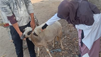 خلال 3 أسابيع..محافظ الجيزة: تحصين 90 ألف رأس ماشية ضد الحمى القلاعية