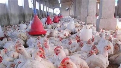 أسعار الفراخ اليوم بجميع أنواعها: الفراخ البيضاء تواصل الإرتفاع 