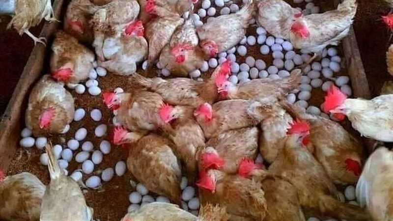 أسعار الفراخ 