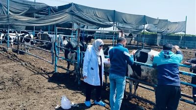 الطب البيطري بكفر صقر ينفذ مبادرة الرئيس السيسي لإنتاج كوب لبن نظيف
