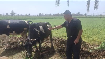 محافظ المنيا يُتابع نتائج الحملة القومية لتحصين الماشية ضد الجلد العقدي والجدري 