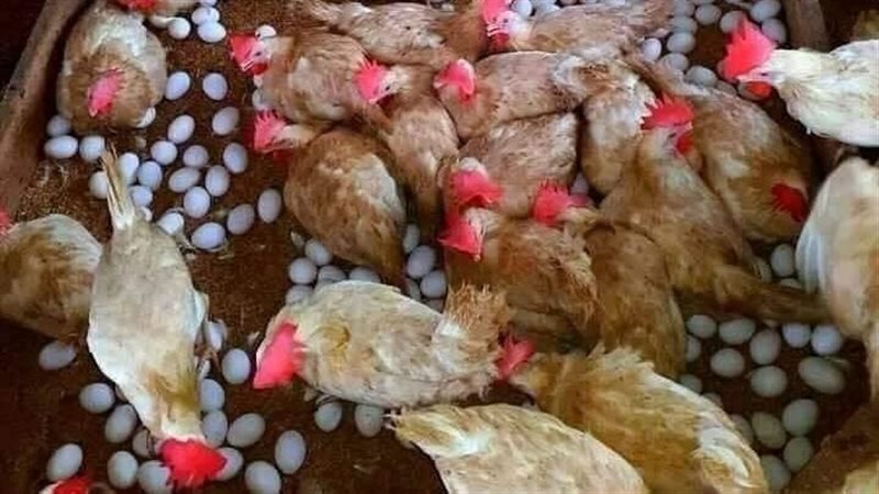 أسعار الفراخ اليوم