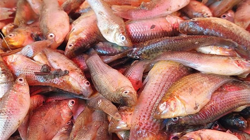 أسعار السمك اليوم