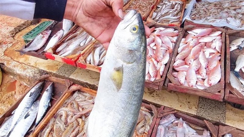 أسعار السمك اليوم