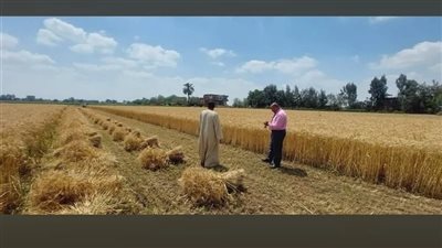 انطلاق موسم مبشر.. حصاد القمح ببرهيم في المنوفية ومؤشرات إنتاجية مرتفعة