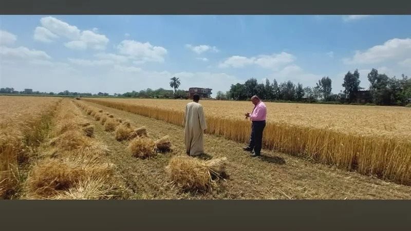 انطلاق حصاد القمح