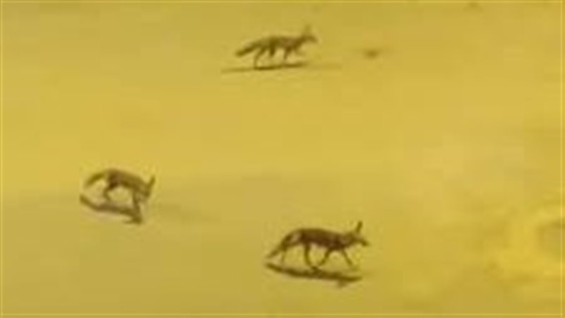 ظهور ثعالب في مناطق